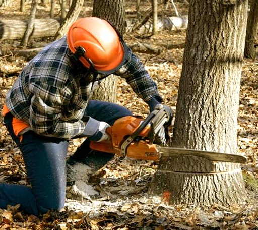 Tree Removal in Piqua, KS